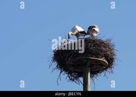 Weißstorchpaar beim Nestbau Stock Photo