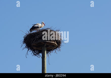Weißstorch im 'Horst'