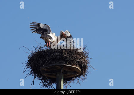 Weißstorchpaar beim Nestbau