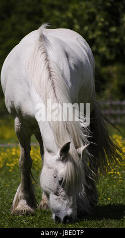 White horse grazing in a wild park Stock Photo