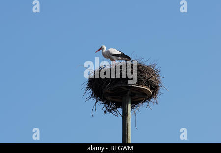 Weißstorch im 'Horst'