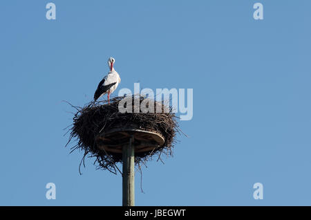 Weißstorch im 'Horst'