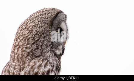 A Great Grey Owl (Strix Nebulosa) shows his beautiful profile when perching with a nice white cloudy background.