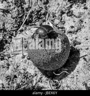 A Green Grooved Dung Beetle on a dungball in Southern Africa Stock Photo