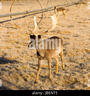 A young male Elk Buck stays close to engage with photographer Stock Photo