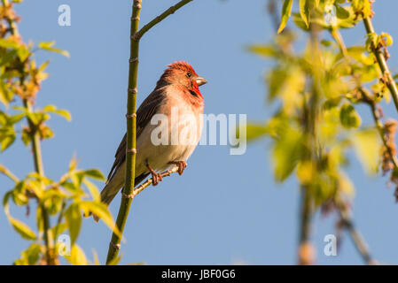male of common rosefinch Carpodacus erythrinus or scarlet rosefinch singing in a tree Stock Photo