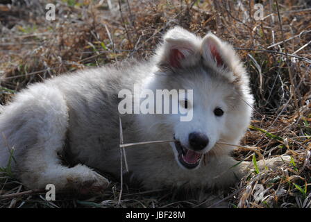 A puppy chewing on a stick Stock Photo