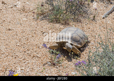 Desert Tortoise Crosses Brush in Joshua Tree Stock Photo