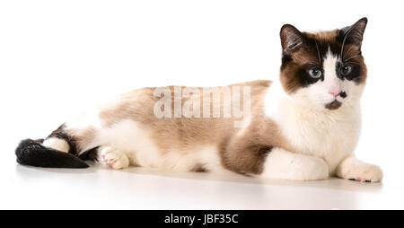 ragdoll cat laying down isolated on white background Stock Photo - Alamy