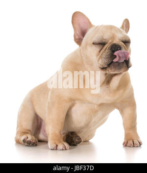 dog licking lips - french bulldog licking lips isolated on white background Stock Photo