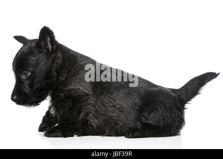 scottish terrier puppy isolated on white background Stock Photo