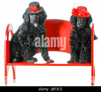 dog couple - two standard poodle puppies sitting on a red bench Stock Photo