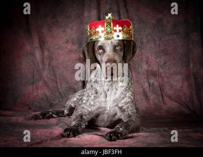 spoiled dog - german shorthaired pointer wearing a crown on purple background Stock Photo