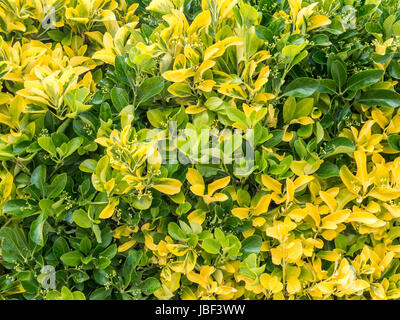 Variegated green and yellow golden euonymous bush hedge Stock Photo