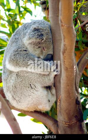 A cute adorable adult koala bear sleeping while sitting on a branch and resting its head on a tree. The Phascolarctos cinereus is an arboreal herbivorous marsupial native to Australia. Stock Photo