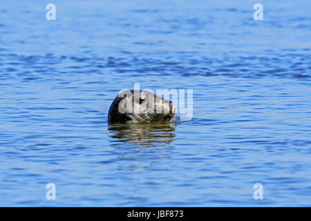 Close-up head of young grey seal / gray seal (Halichoerus grypus) swimming in the Ythan Estuary, Sands of Forvie, Newburgh, Aberdeenshire, Scotland Stock Photo