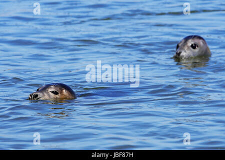 Two young grey seals / gray seals (Halichoerus grypus) swimming in the Ythan Estuary, Sands of Forvie, Newburgh, Aberdeenshire, Scotland Stock Photo