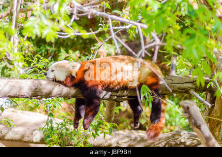 A beautiful red panda lying on a tree branch sleeping strethced out with its legs hanging dangling down. The red cat bear has a white mask and red brown coat and is called hun ho in Chinese meaning fire fox. Stock Photo