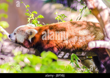 A beautiful red panda lying on a tree branch sleeping strethced out with its legs hanging dangling down. The red cat bear has a white mask and red brown coat and is called hun ho in Chinese meaning fire fox. Stock Photo