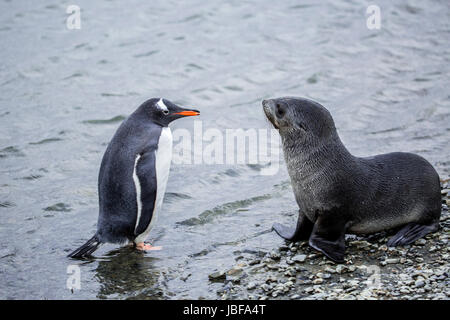 Gentoo penguin and fur seal standoff at Stromness, South Georgia Island Stock Photo