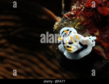 Diana’s Magnificent Slug (Chromodoris Dianae), Bunaken, Indonesia Stock Photo