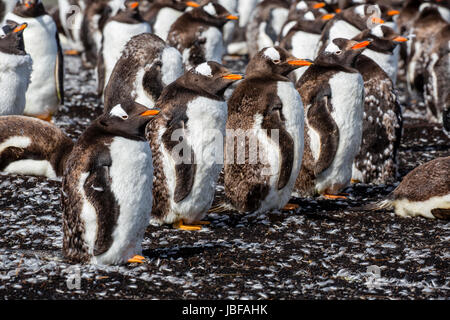 Molting Gentoo penguins at Bluff Cove, Falkland Islands Stock Photo