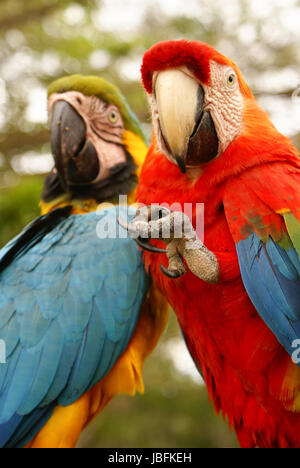 Blue and yellow macaw parrot sitting on hand Stock Photo