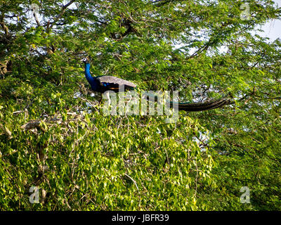 Peacock sitting on a tree at the Bundala National Park in Sri Lanka Stock Photo