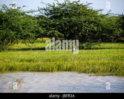 Beautiful landscape at the Bundala National Park in Sri Lanka Stock Photo