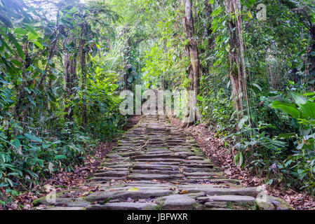 Stone stairs in the jungle at Ciudad Perdida, the lost city of Colombia Stock Photo