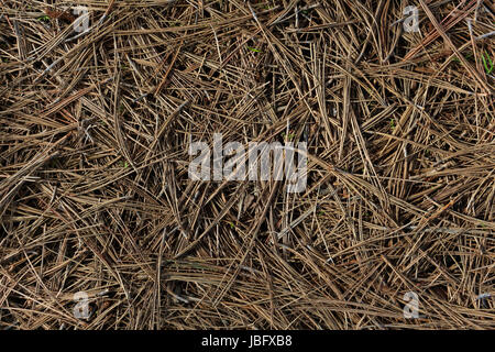 Ground covered with thick layer of fallen, dried pine needles; good for background pattern. Stock Photo