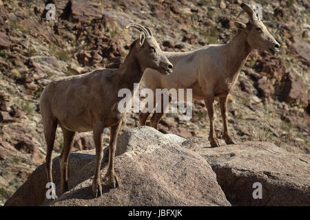 Two adult peninsular bighorn sheep ewes stand at attention in Palm Canyon in the Anza-Borrego State Park. No tracking collars. Stock Photo