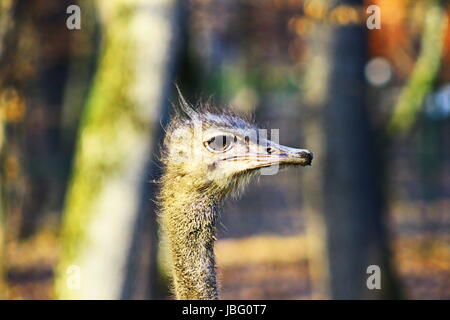 The Ostrich or Common Ostrich (Struthio camelus) is either one or two species of large    flightless birds native to Africa, the only living member(s) of the genus Struthio, which is in    the ratite family. Stock Photo