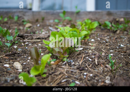 Lettuce Seedlings in Home Garden Stock Photo