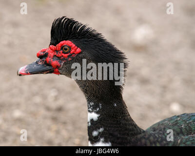 Muscovy Duck with ruffled crest feathers, like a mohawk. Stock Photo