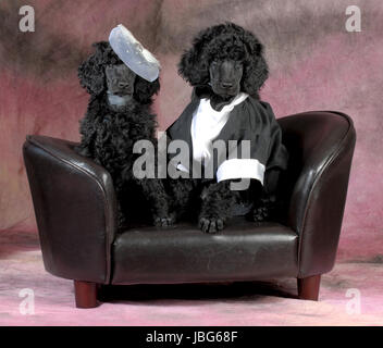 dog couple - standard poodle bride and groom sitting on a couch on pink backdrop - 8 weeks old Stock Photo