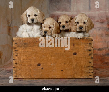 litter of cocker spaniel puppies in a wooden crate Stock Photo