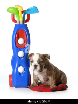 sports hound - english bulldog sitting beside set of toy golf club isolated on white background Stock Photo