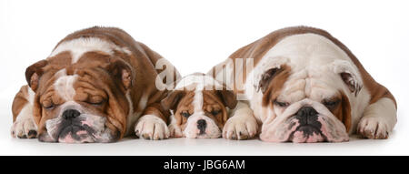 father son and grandson dogs - english bulldogs with three generations laying down side by side isolated on white background - father two years, son 10 weeks, grandfather 4 years Stock Photo