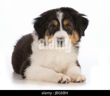Australian Shepherd puppy laying down looking at viewer isolated on white background - 12 weeks old