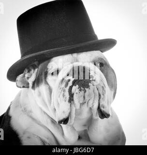 english bulldog wearing top hat Stock Photo