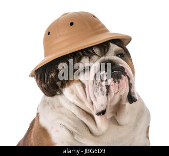 english bulldog wearing safari hat and wig Stock Photo