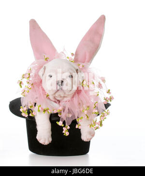 dog wearing bunny ears inside a black top hat Stock Photo