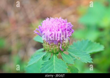 Purple Centratherum punctatum Cass flower with green leaf Stock Photo