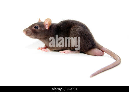 grey rat  isolated on white background Stock Photo