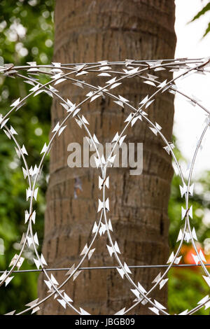 Helix of barbed tape in front of a palm tree.<a href='http://en.wikipedia.org/wiki/Yangon' target=' blank'>Yangon</a>, Yangon-Division, Myanmar Stock Photo