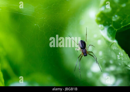 Small field spider on a spider web after rain against a green background Stock Photo