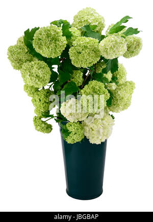 Snowball Viburnum Bush (or Guelder Rose) in green vase isolated on white. Stock Photo