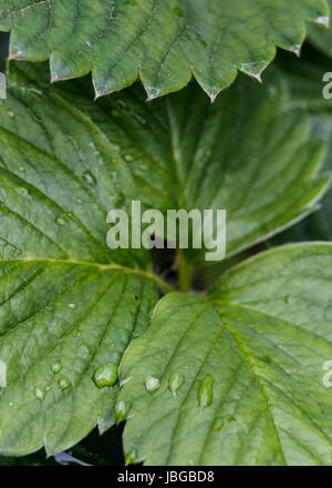 Strawberry leaves closeup as agricultural background Stock Photo