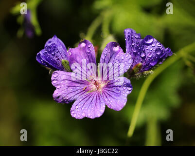 Purple Geranium after rain Stock Photo